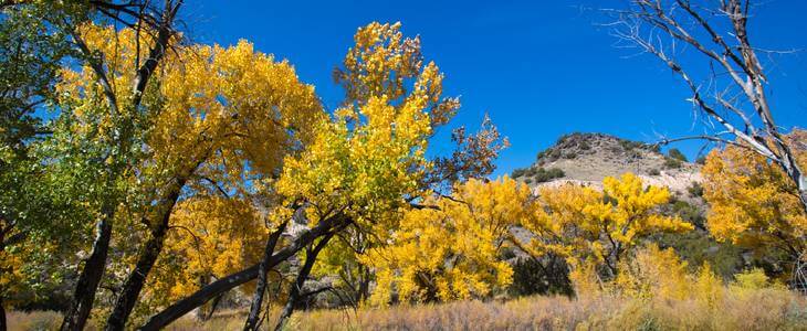 Trees in Raton, New Mexico during Autumn